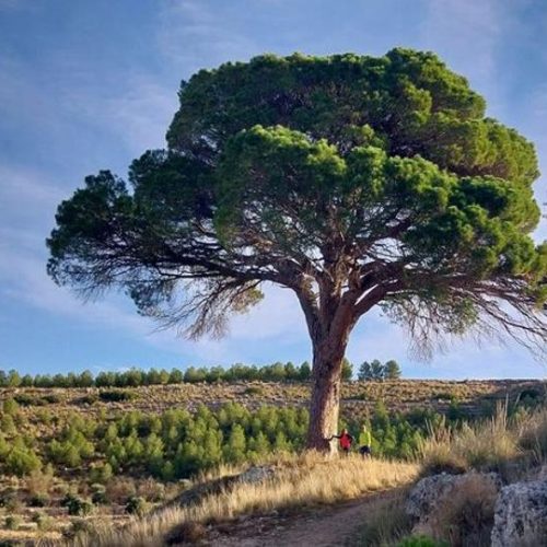 El pino ‘Juan Molinera’ de Albacete conquista el bronce como uno de los mejores árboles de Europa