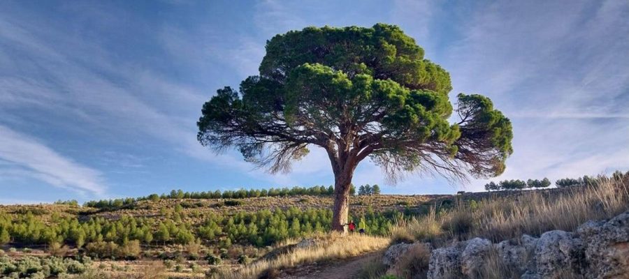 El pino ‘Juan Molinera’ de Albacete conquista el bronce como uno de los mejores árboles de Europa